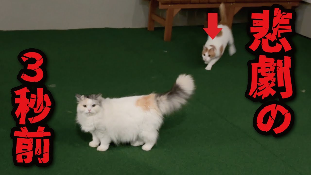 ヤバイヤバイヤバイ！！つくし逃げてぇぇぇぇ！！！【関西弁でしゃべる猫】【猫アテレコ】