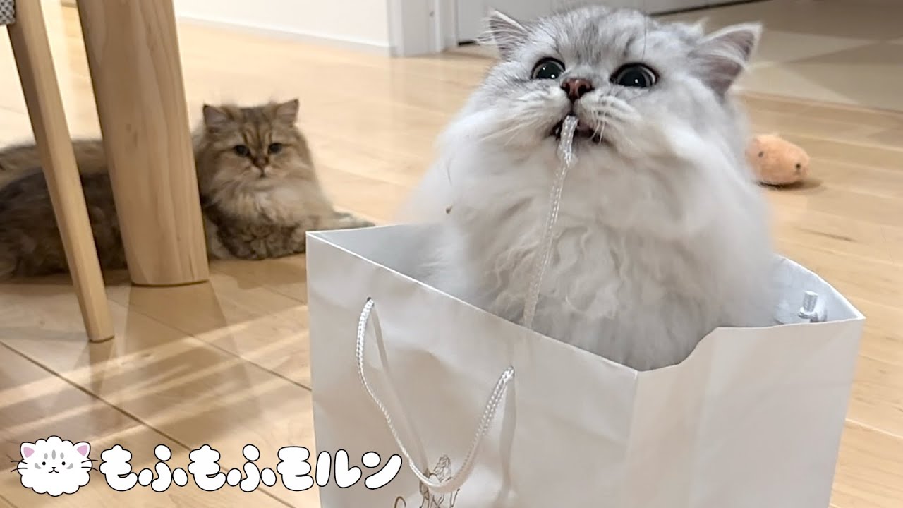もふもふ猫兄妹の紙袋対決 【サイベリアン】