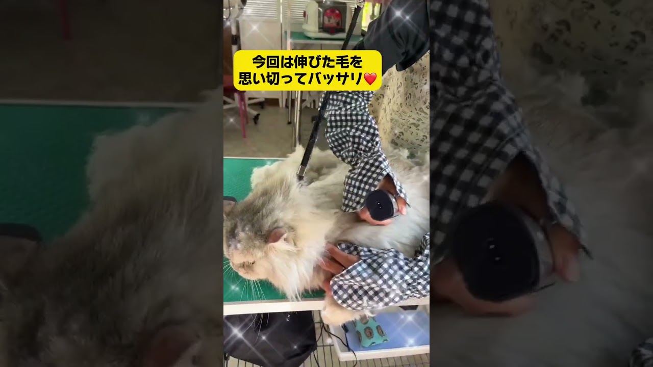 ペルシャ猫のそらちゃん🐾トリミングコースでご来店♪#shorts