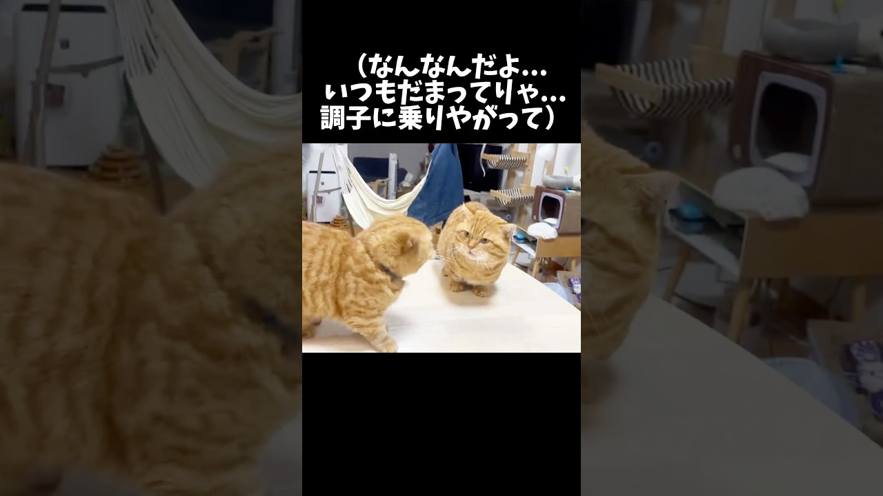 イラっとすると口をガムクチャする猫 #マンチカン #shorts