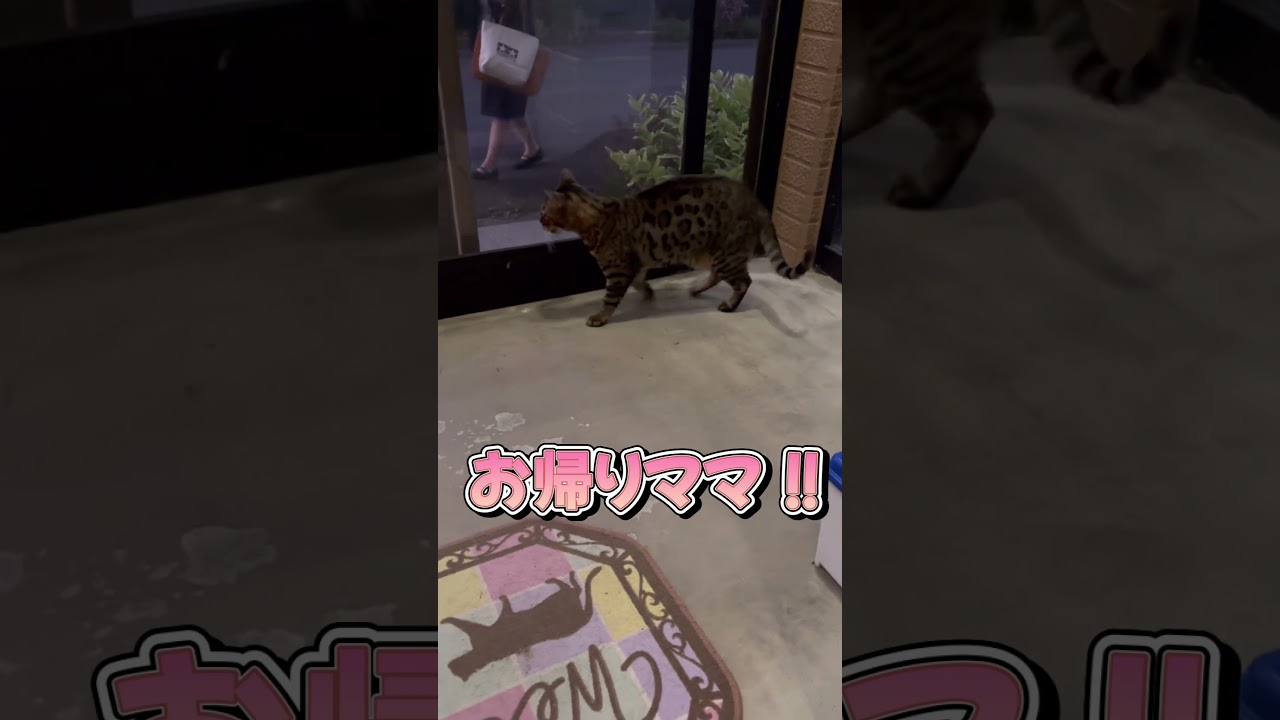 仕事から帰ったママを大声でお出迎え！ベンガル猫レオ＃short#shorts #bengalcat #cat