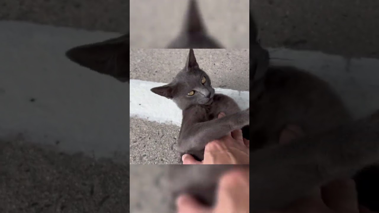 ごろんごろん　#shorts #ねこ #cat