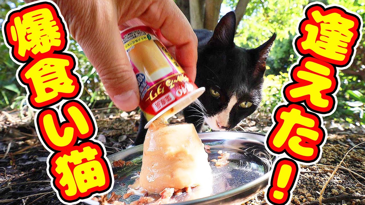 久々逢えた！爆食い猫にご飯をあげたら・・・ さくらねこへの給餌 癒され野良猫動画 感動猫動画