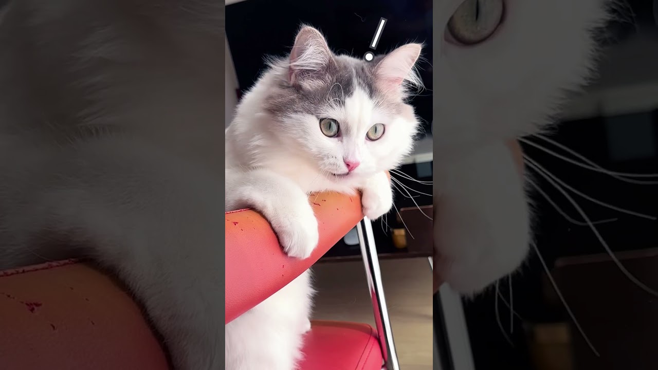 物思いにふけんな😂 #cat #ragamuffin #ねこ #ラガマフィン #たそがれ