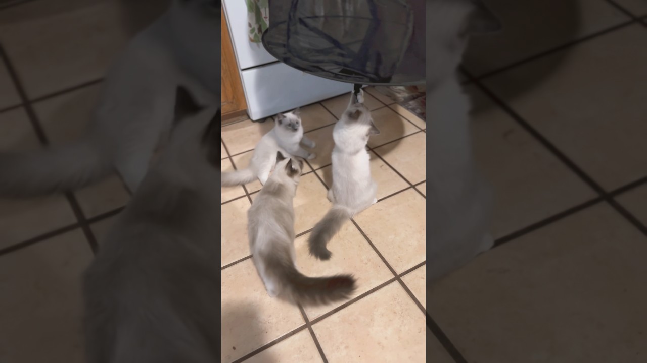 好奇心旺盛なラグドールの子猫たち #shorts #ラグドール #子猫