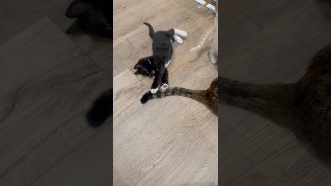 Playing With Momma’s Tail 🐱😅 | Week 7 | Short 222 #cat #kitten #animals #cute #dailyvlog