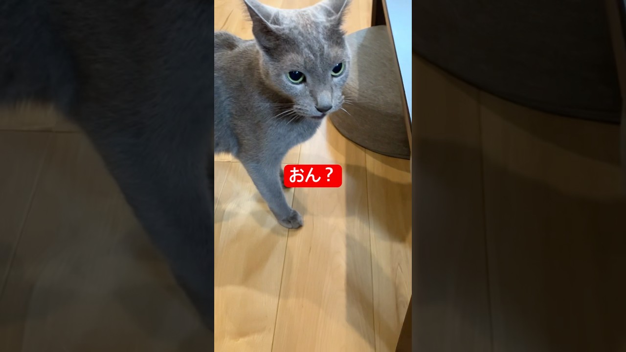 猫に抗議してみた#猫 #ロシアンブルー #cat #russianblue