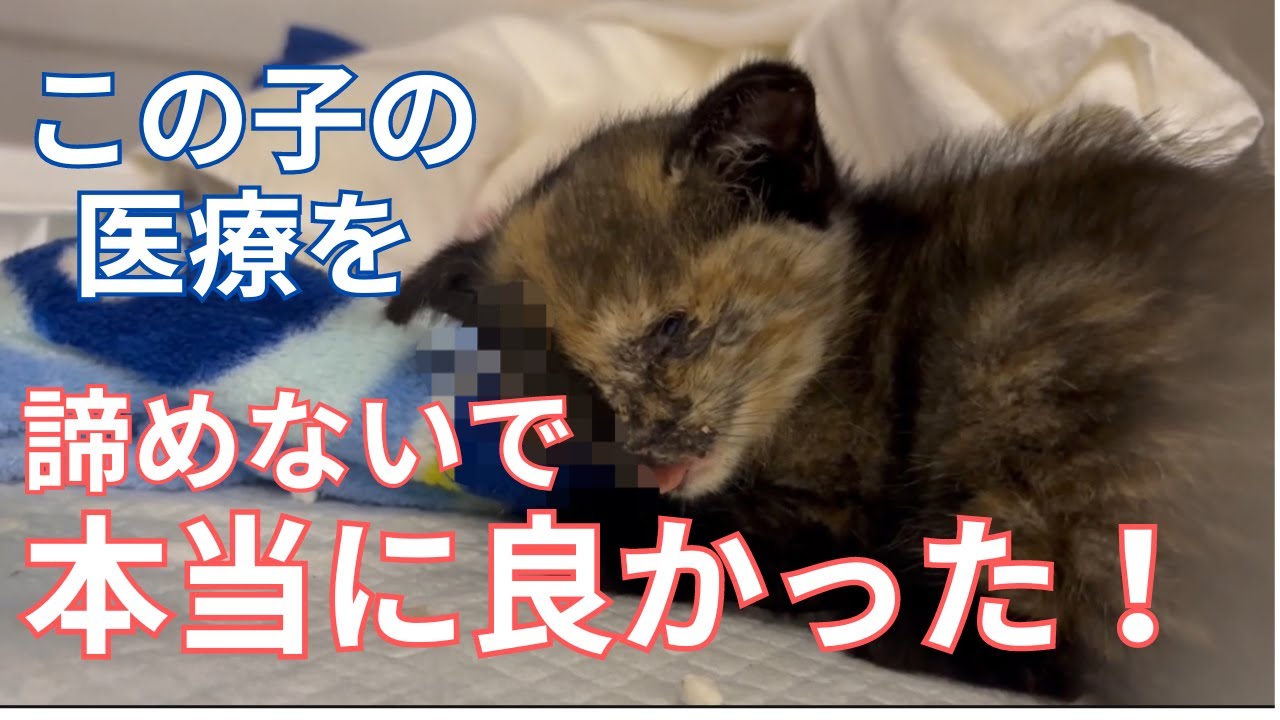 【107】生きる喜びを全身で表現してくれる保護子猫⭐️頭蓋骨骨折と眼球突出から蘇った奇跡の記録