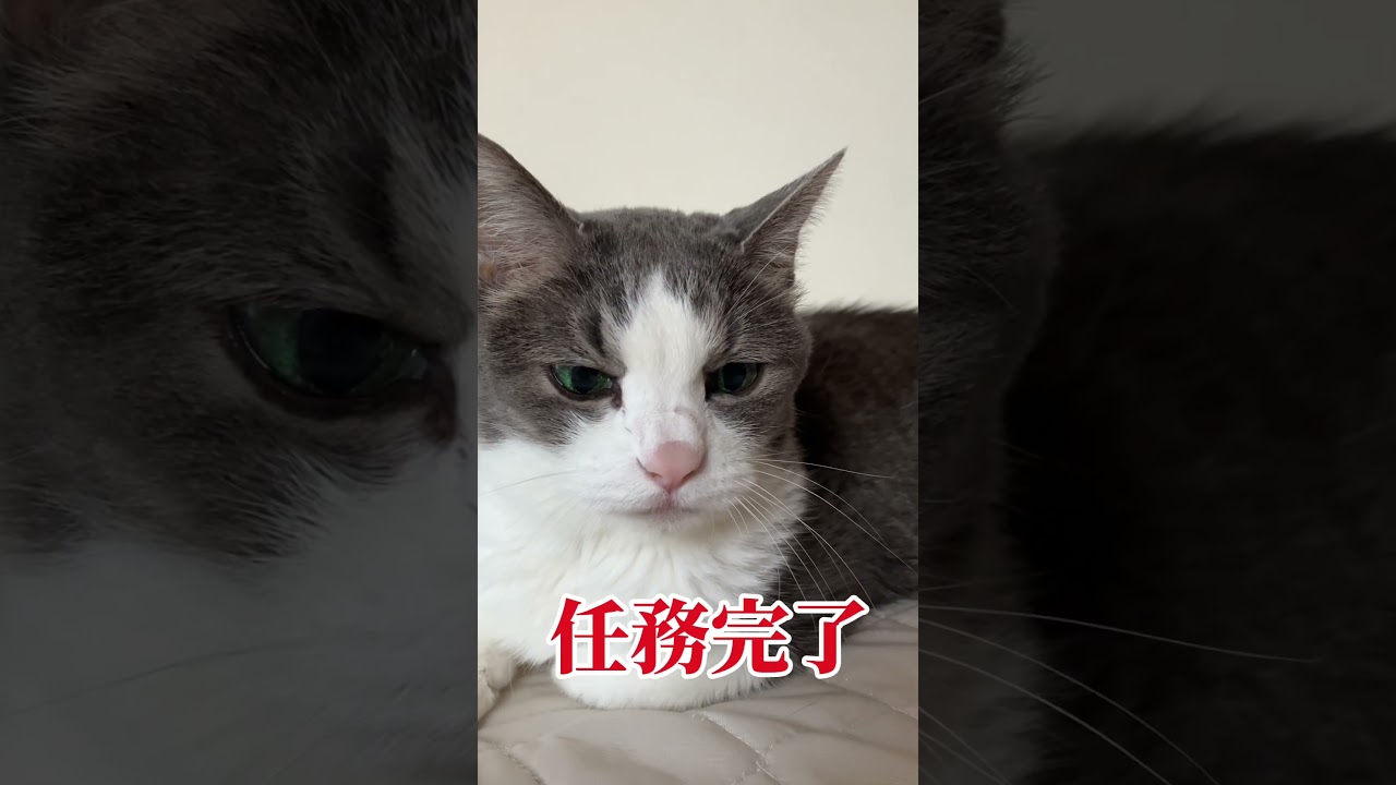 まちゃこ17歳いつも通りに過ごせるようになったよ #cat #猫の腎臓病 #慢性腎臓病猫 #ハチワレ #保護猫 #元野良猫