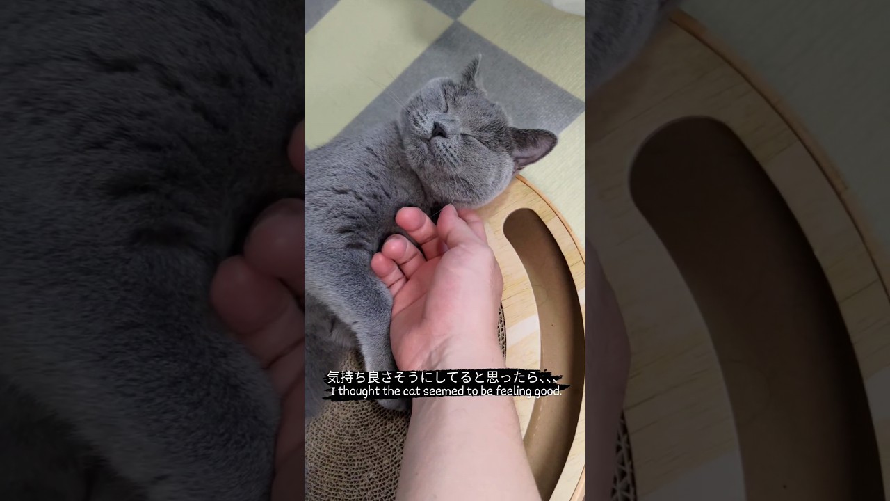気分屋なシャルトリューのこてつ（A moody Chartreux kotetsu）