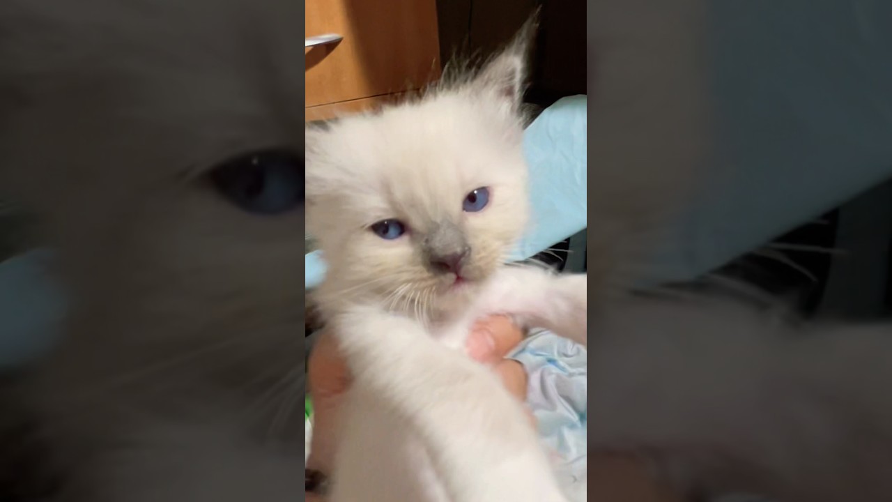 🙄あきれて目をぐるぐる回す子猫ww #shorts #ラグドール #子猫
