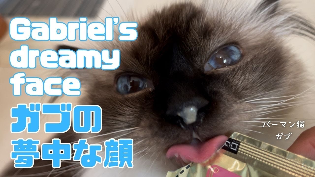 バーマン猫ガブ【ガブの夢中な顔】Gabriel's dreamy face（バーマン猫）Birman/Cat