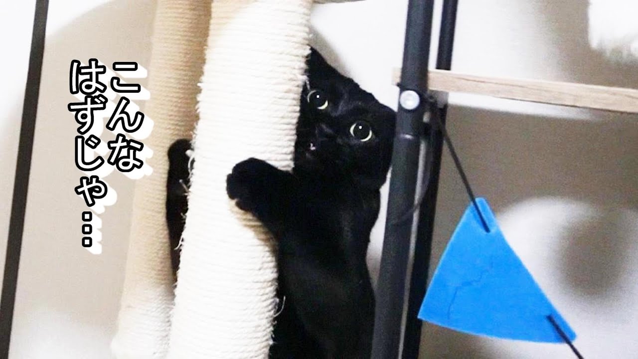 子猫が初めて先住猫のいる部屋に入って猫社会を学ぶ！