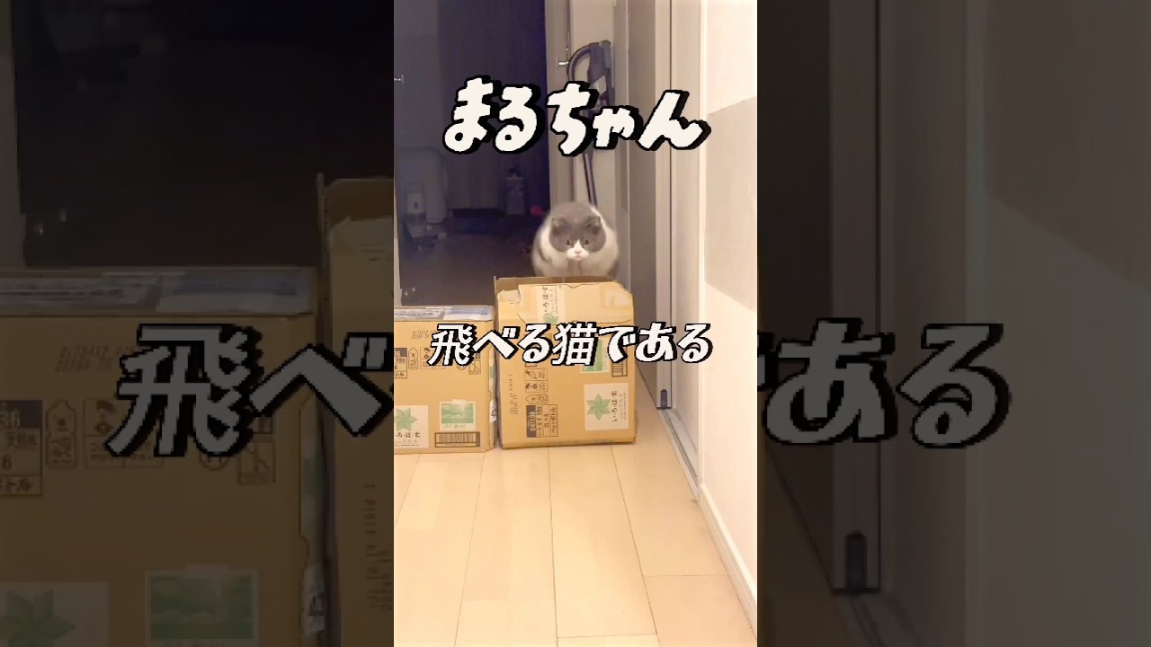 【お出迎え猫】まるちゃん優勝🏆 #かわいい　#猫　#お出迎え #天才　#飛ぶ #飼い主 #ブリティッシュショートヘアー #お出迎え猫 #cat #cutecat #お出迎えまるちゃん #まる