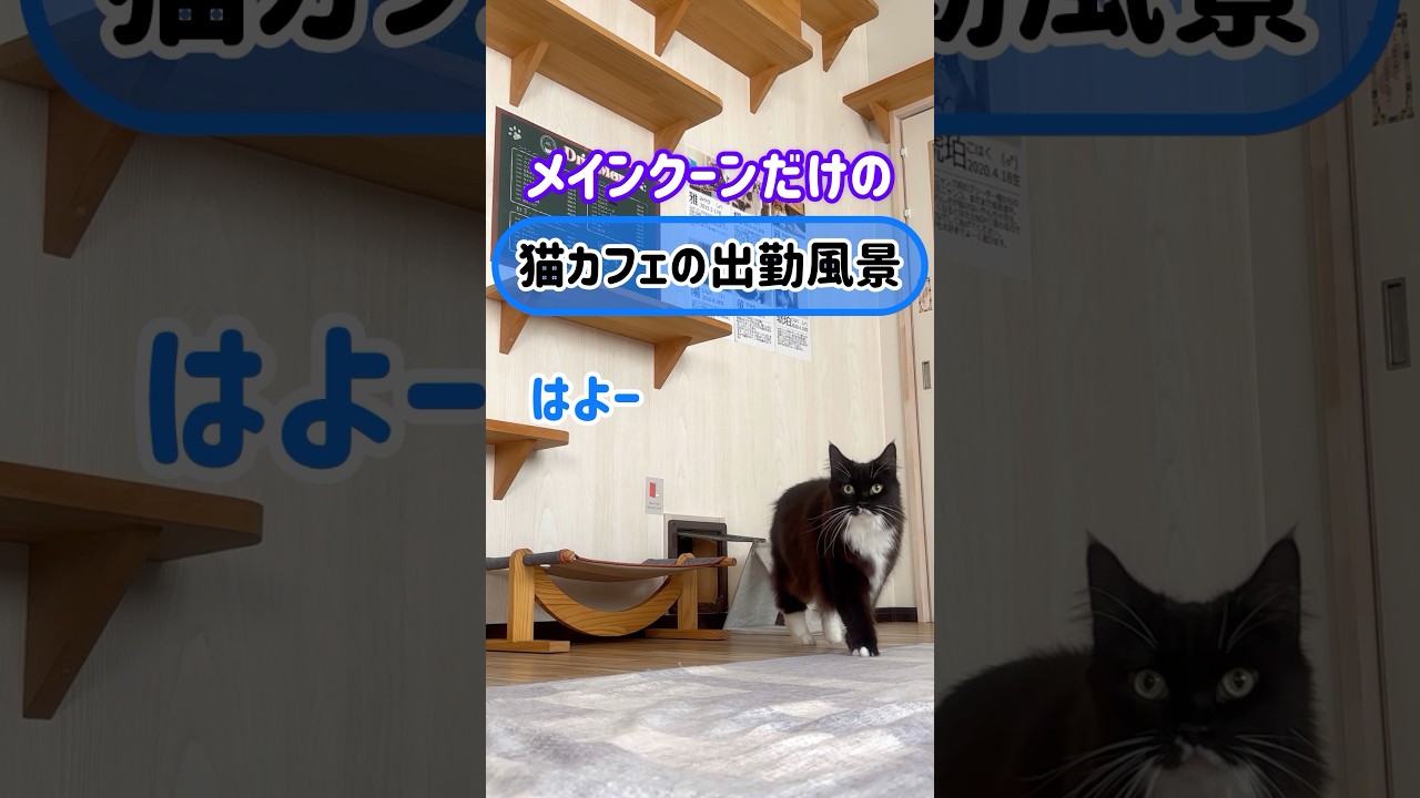 メインクーンだけの【猫カフェの出勤風景】#cat #cooncat #もふ