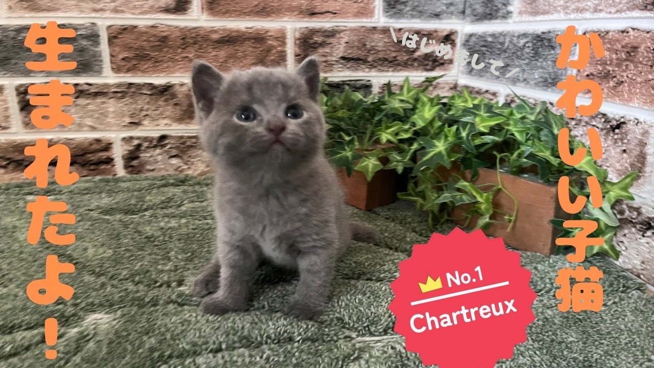 シャルトリュー【今日の子猫風景】2024.9.6生まれ