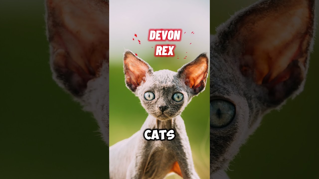 DEVON REX Cat vs CORNISH REX 😻 #catshorts #devonrex #cornishrex