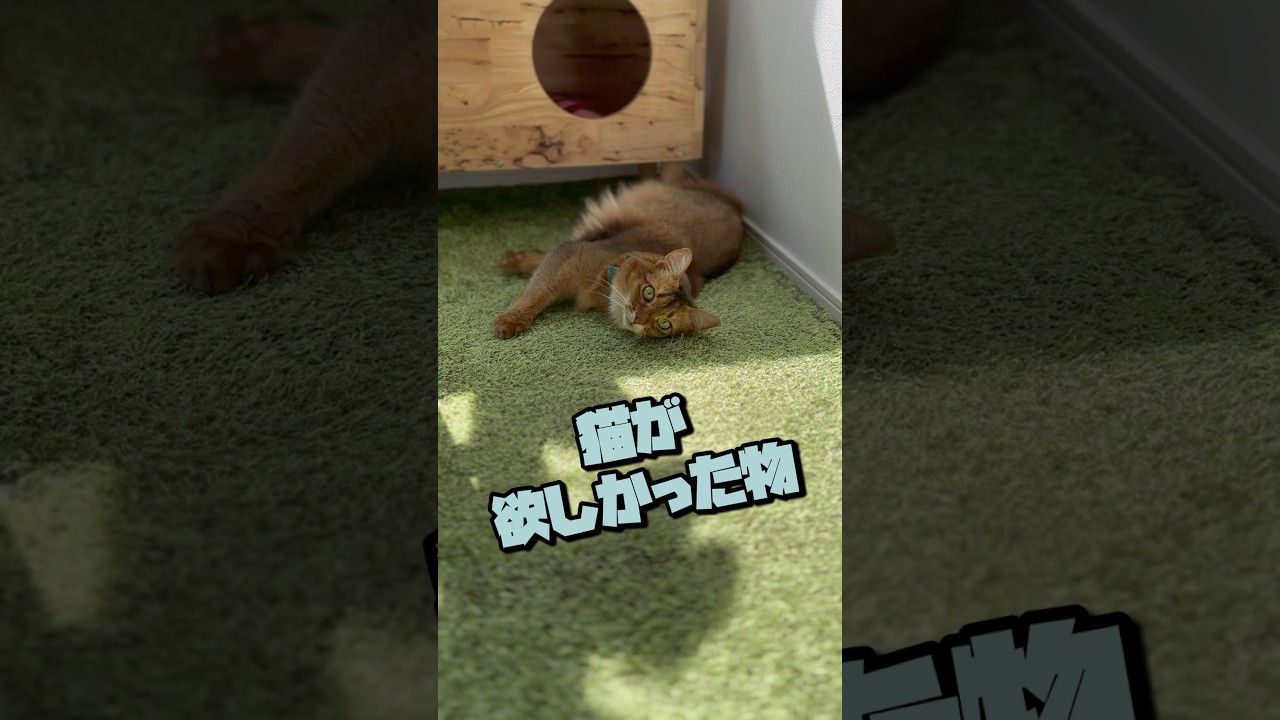 猫のいたずらかなと思い様子を見ていると