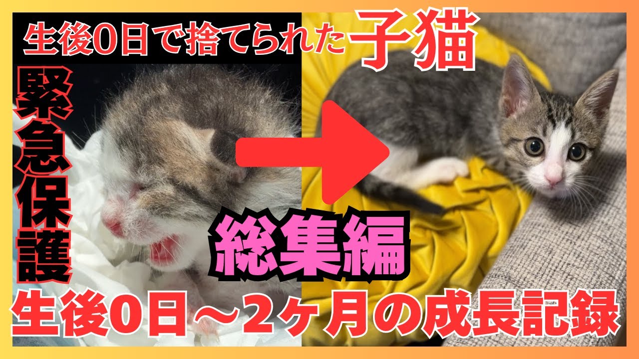 【総集編】生後0日で捨てられていた子猫を緊急保護してから2ヶ月間の成長記録
