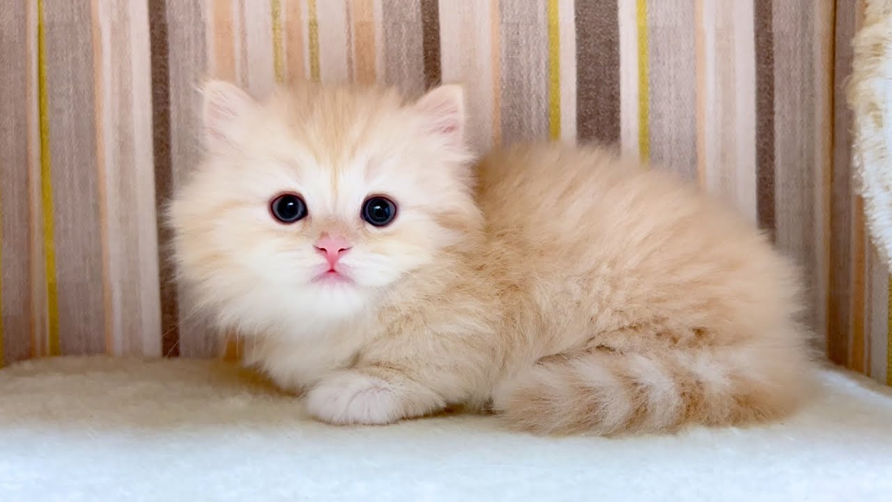 【マンチカンの子猫】あれば豹変する程ハマってる子猫の件 ～猫のいる生活Vol.1029～出産動画 マンチカン短足・ミヌエット・ペルシャ猫専門ブリーダー『ペット蔵人』【子猫の成長記録】