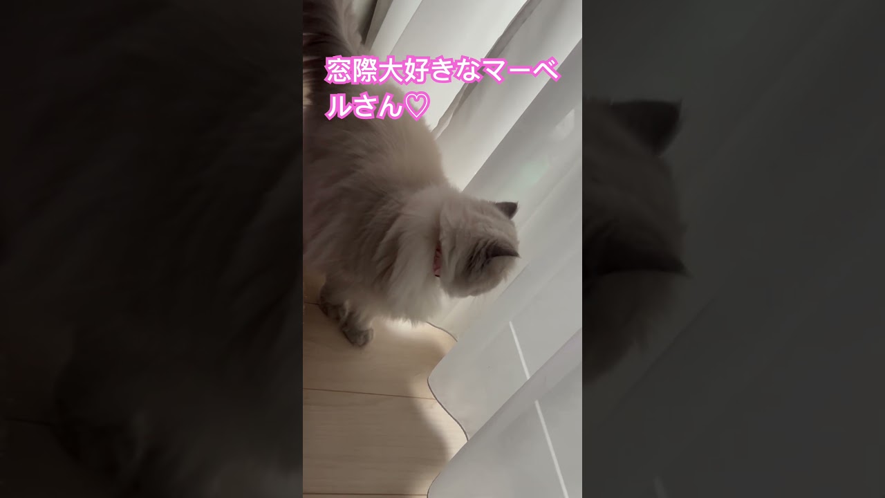 やっと秋ですね🍁🍂ヒマラヤンのマーベル🐈🐾 #shorts #cat #cute #catlover #animal #pet #cutecat #猫のいる暮らし