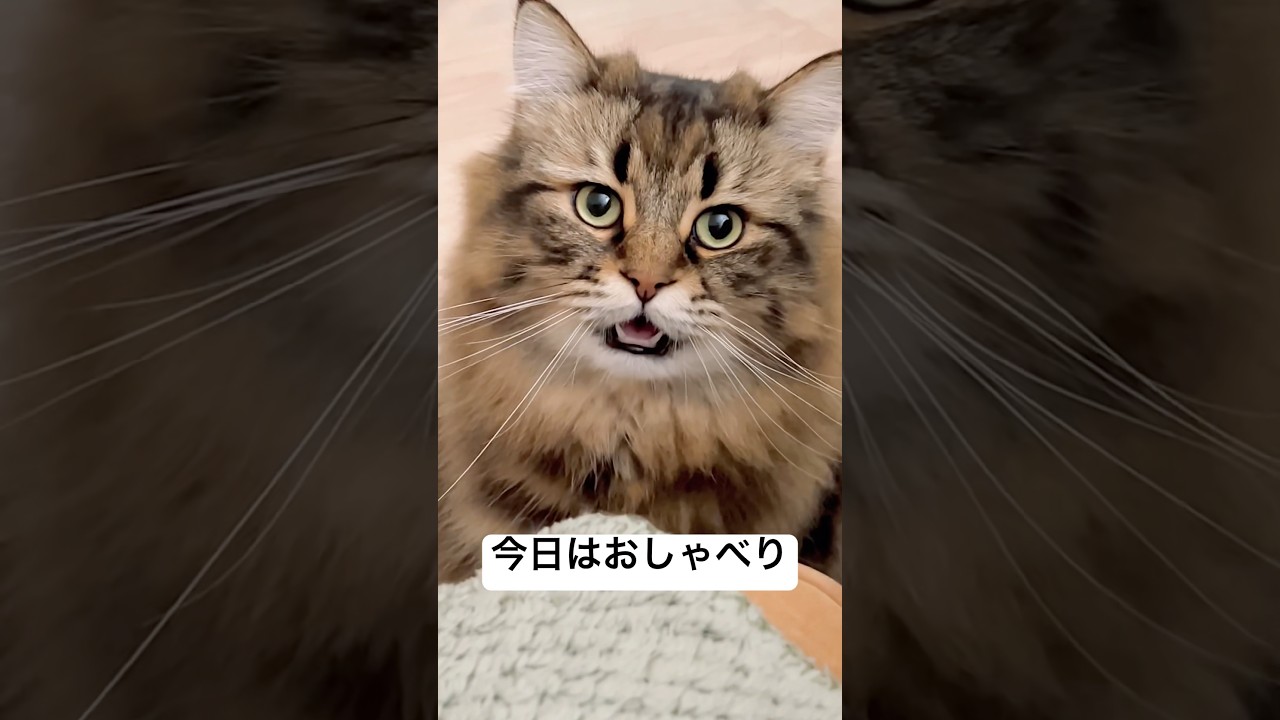 おしゃべりしながら近づいてくる #サイベリアン #猫 #鳴き声