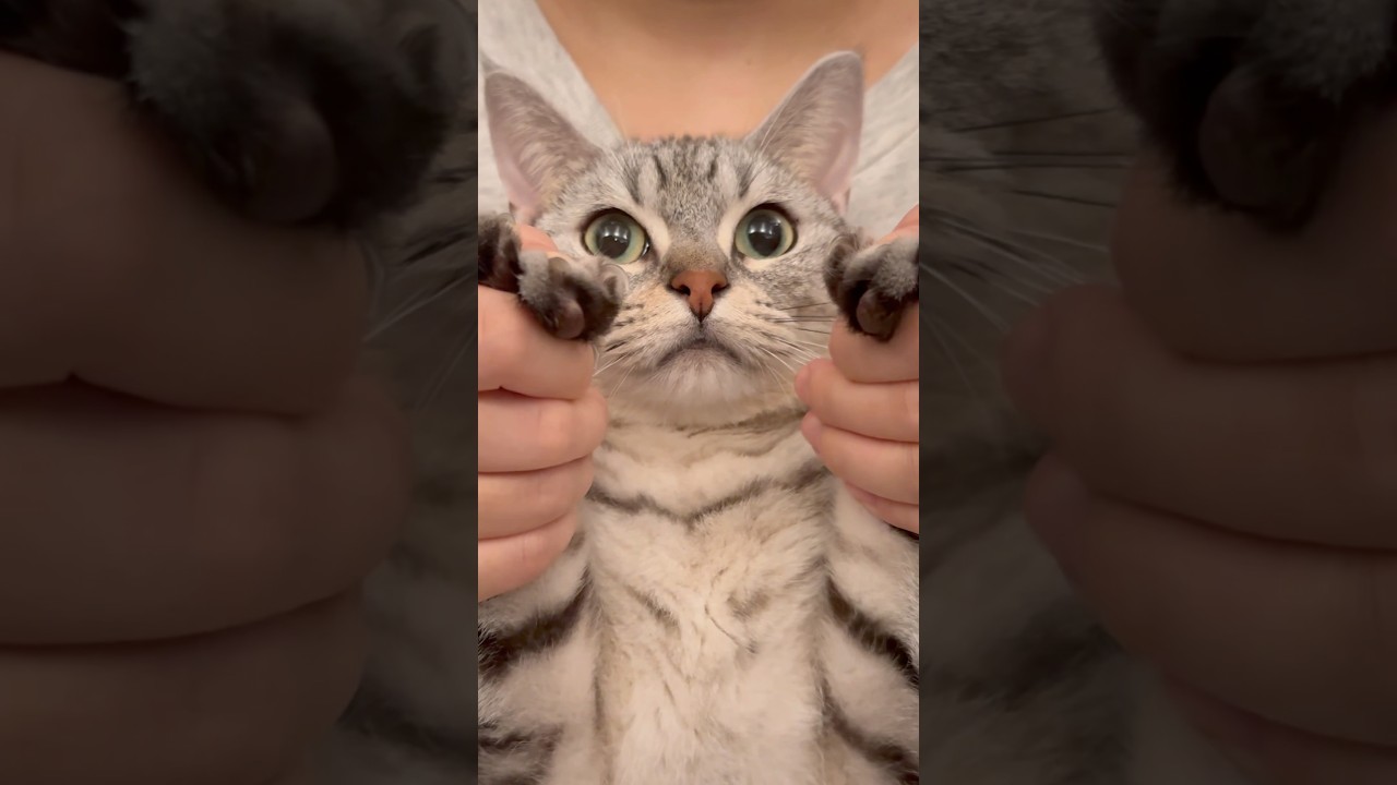 【猫動画】つめ切りで大人しい猫が可愛いwww #shorts