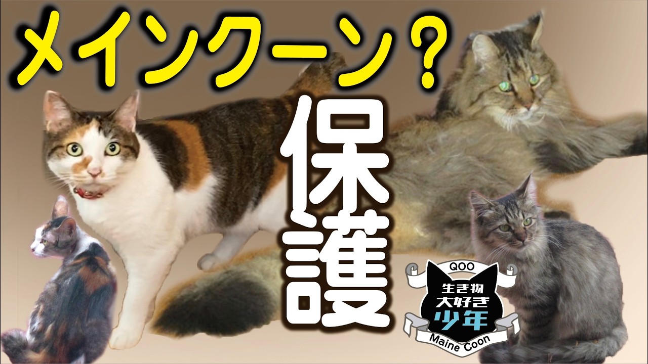【メインクーン】助けを求めて訪ねてきた迷い猫（メインクーン？）を保護。虐待に遭っていた三毛猫