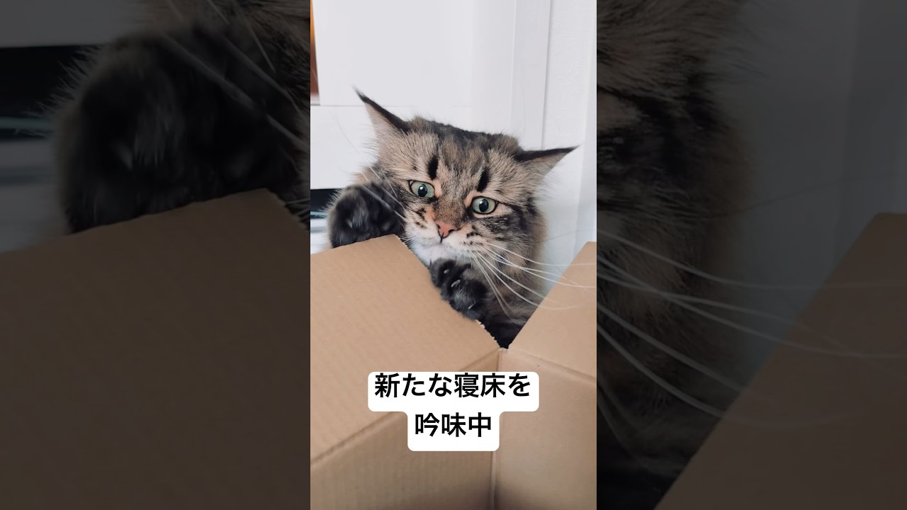 おニュー #サイベリアン #猫 #段ボール
