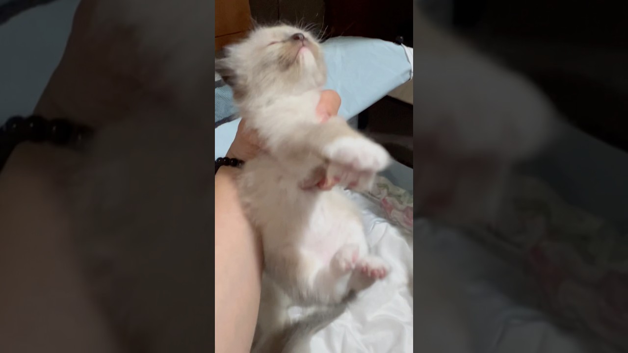 持ち上げると気絶する子猫ww #ラグドール #子猫 #猫