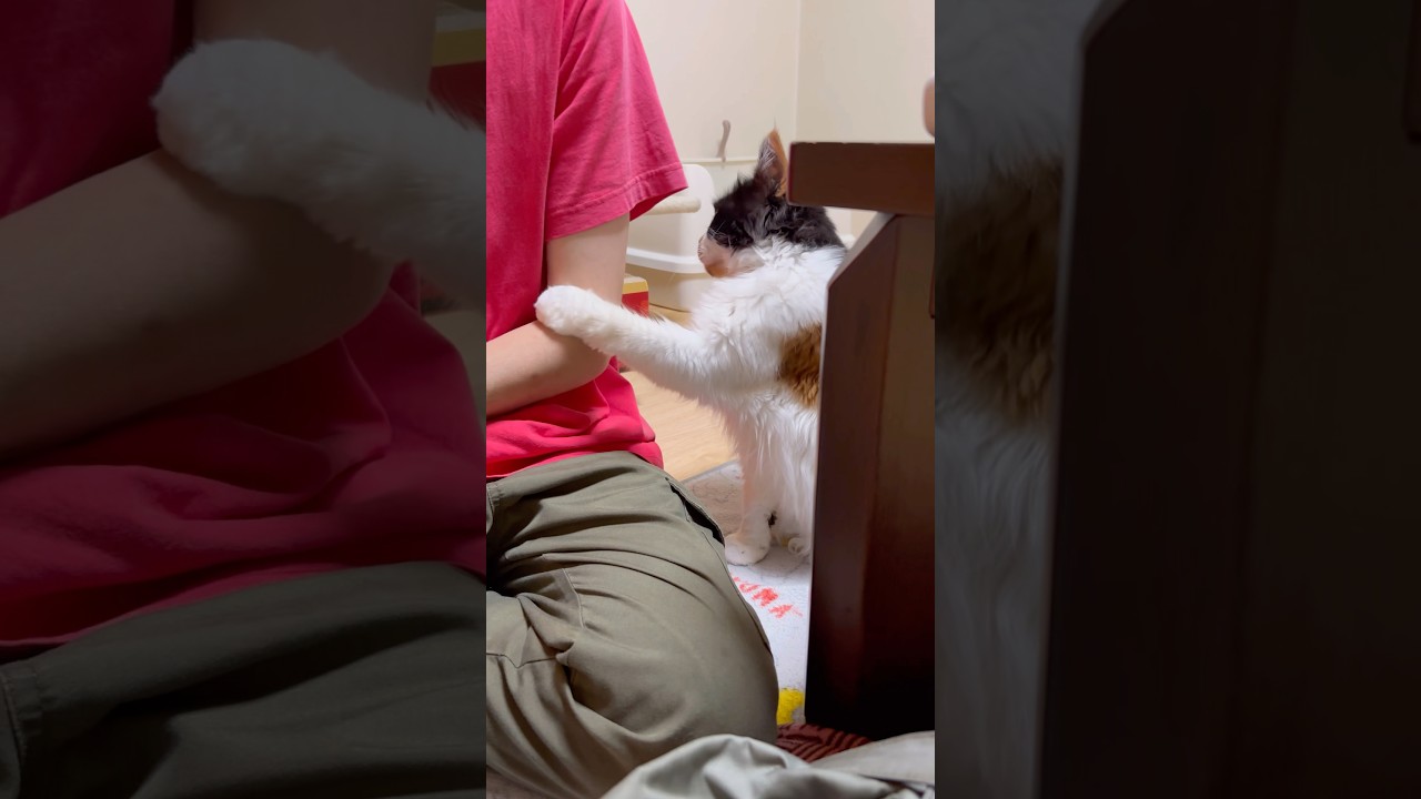 父ちゃんにお尻ポンポンのお願いをするパンク【メインクーン】