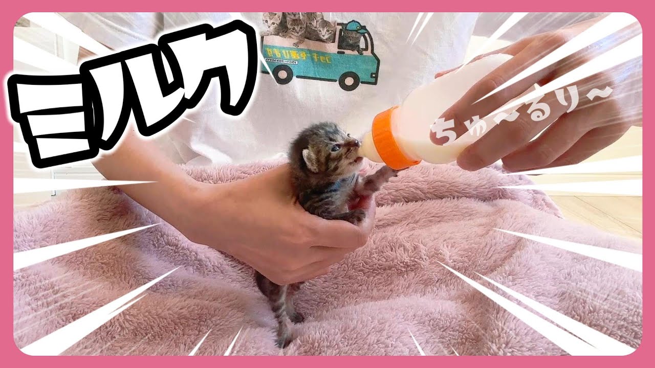 【子猫のミルボラ】ミルクよりもかわいい兄妹ケンカ【保護猫生活5日目】