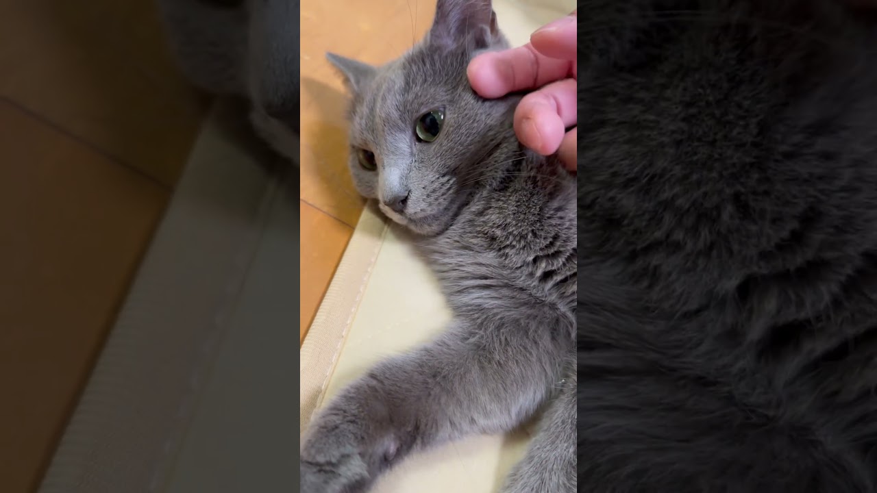 【猫ロシアンブルー】パパの撫で撫で気持ちイイにゃ❤️byそらちゃん#shorts