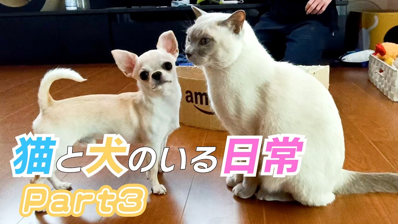 【猫と犬のいる日常3】【ロシアンブルー×トンキニーズ×チワワ】週末のブラッシング（#140 ）