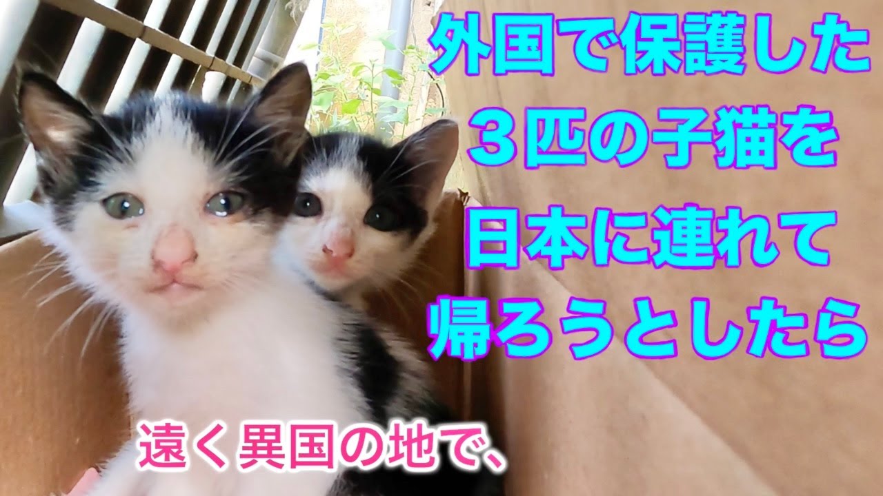 保護した天使の野良猫たちを日本に連れて行く 〜第11幕〜