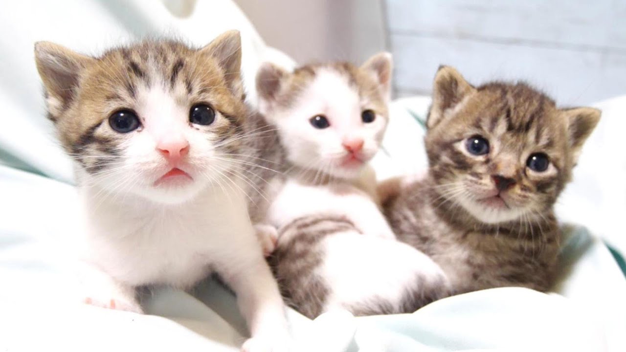 子猫達が揃ってキョトン顔しちゃったのがかわいすぎました【赤ちゃん猫　保護猫】