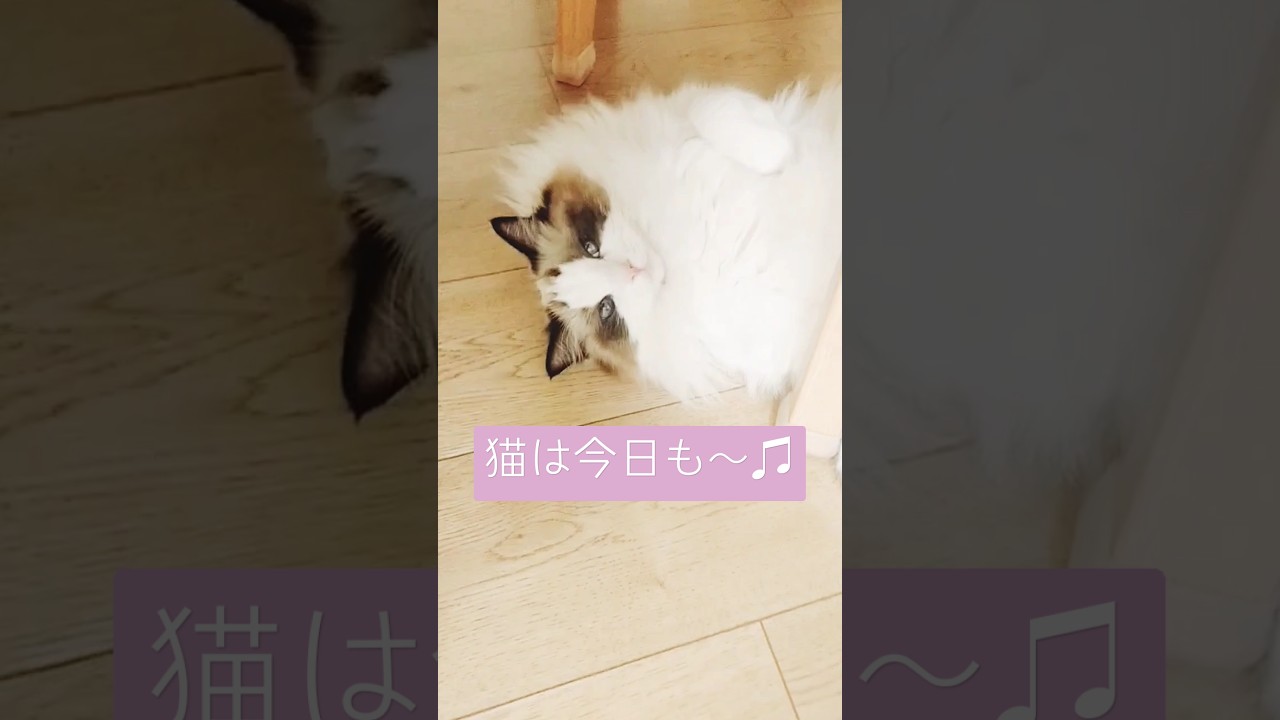 ボーっとすると気持ちいいニャ♫ #cat #ラグドール #猫 #ねこ #癒し