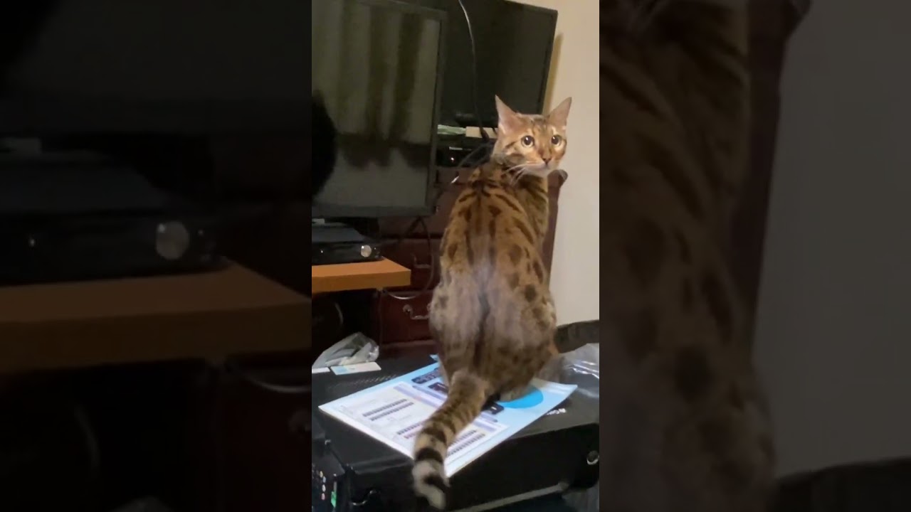 【ベンガル猫】我が家の破壊神　　#shorts  　#YouTubeショート