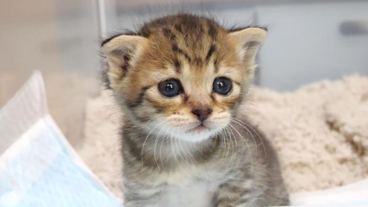 ５㎝の高さにビビっていた子猫が華麗なジャンプを披露しました【赤ちゃん猫　保護猫】