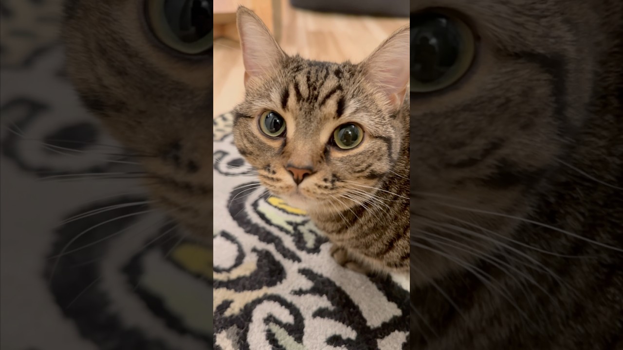 【猫動画】パパ帰宅でぷりぷり猫たちが大暴れ!!! #shorts