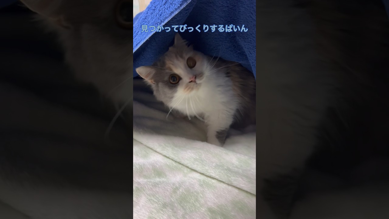 布団に隠れる猫ぱいん。 #猫 #ブリティッシュショートヘア #猫のいる暮らし