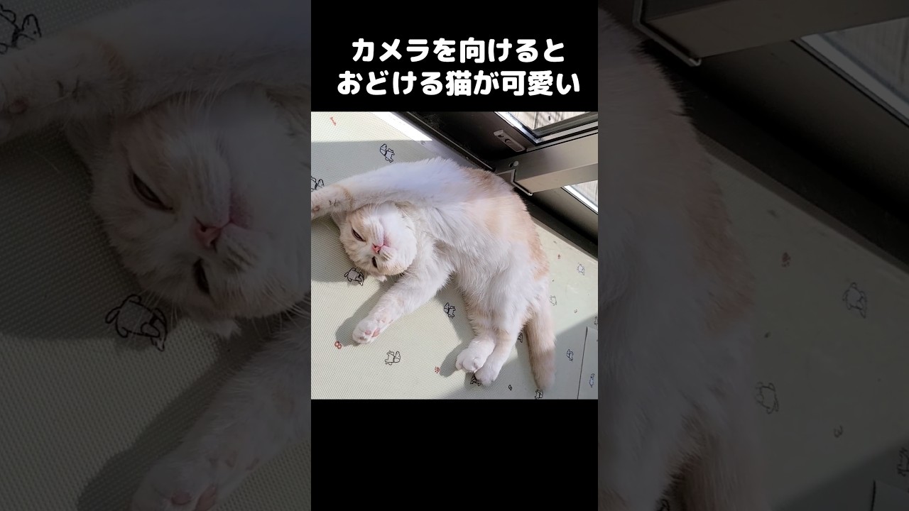 カメラを向けるとおどける猫がかわいい...笑#shorts