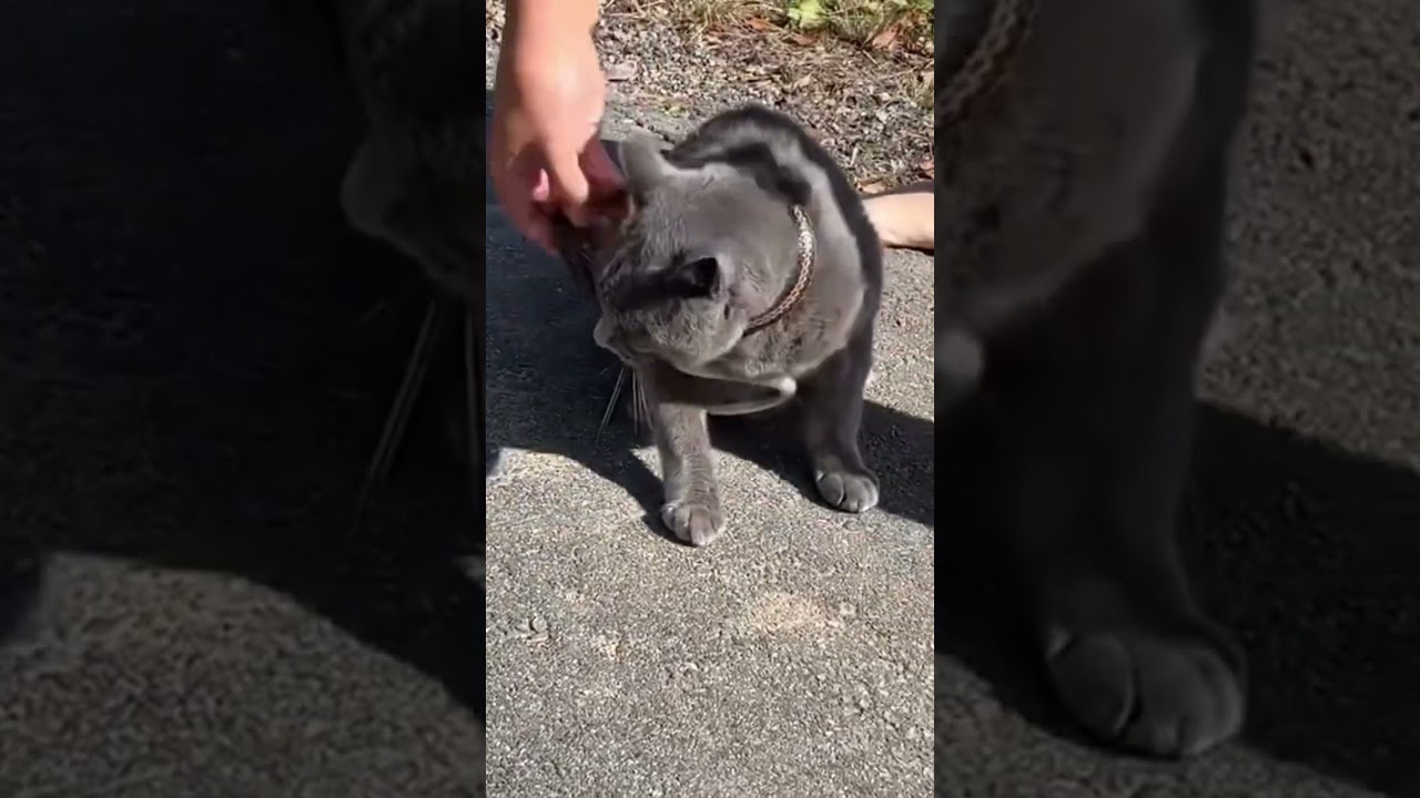 ↑元動画↑猫元気です　ロシアンブルー　シマヘビに巻きつかれる　アテレコです