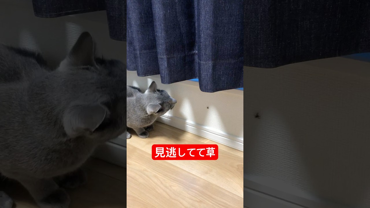 蜘蛛ちゃんに優しい猫#猫 #ロシアンブルー #cat #russianblue