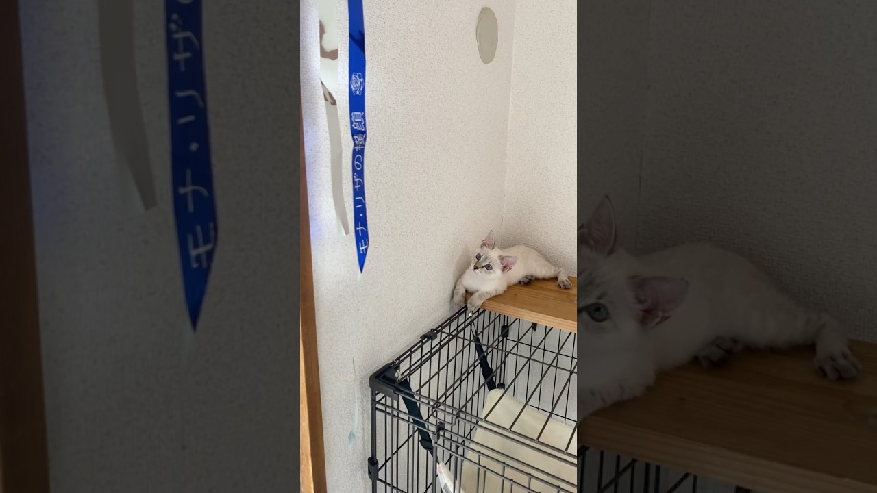 Adoのひらひらにちょっとだけ前進　　#元保護猫　#シャムトラ　#シャムミックス　#cat #猫耳 #kitten #シャムmix  #子猫 #猫耳