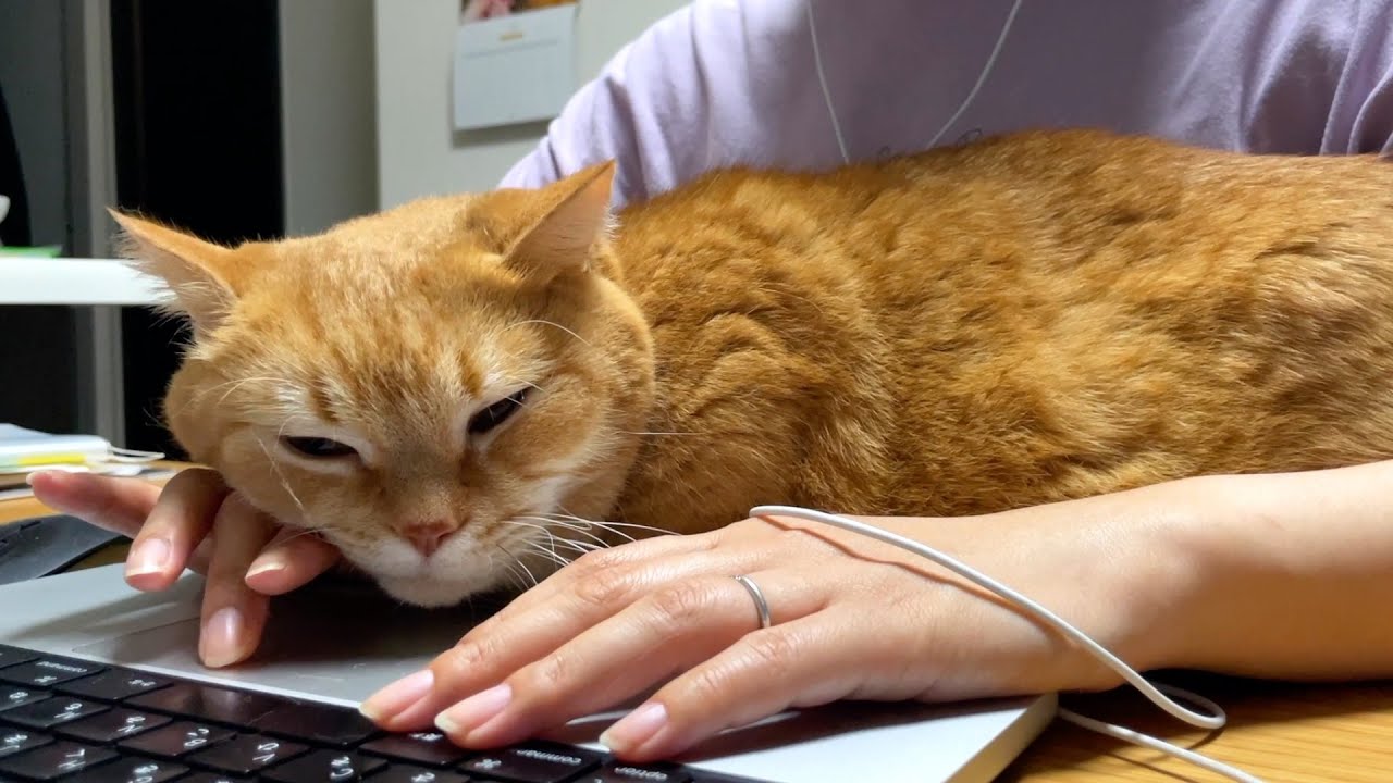ママと一緒にお仕事する猫が可愛すぎる…！