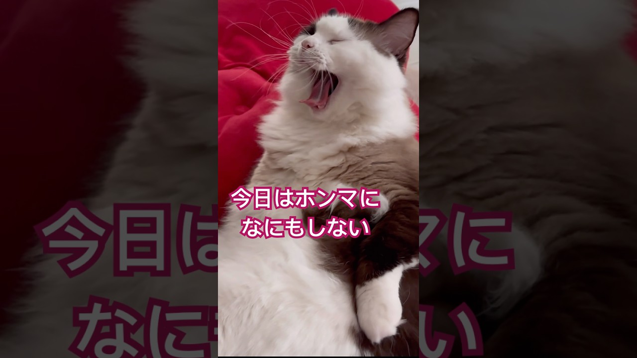 【猫動画】何もしない😈#shorts #猫 #ラグドール