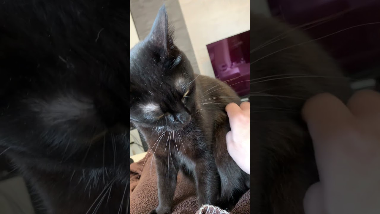 触りたいお父やんと、触られたくないナナの攻防戦