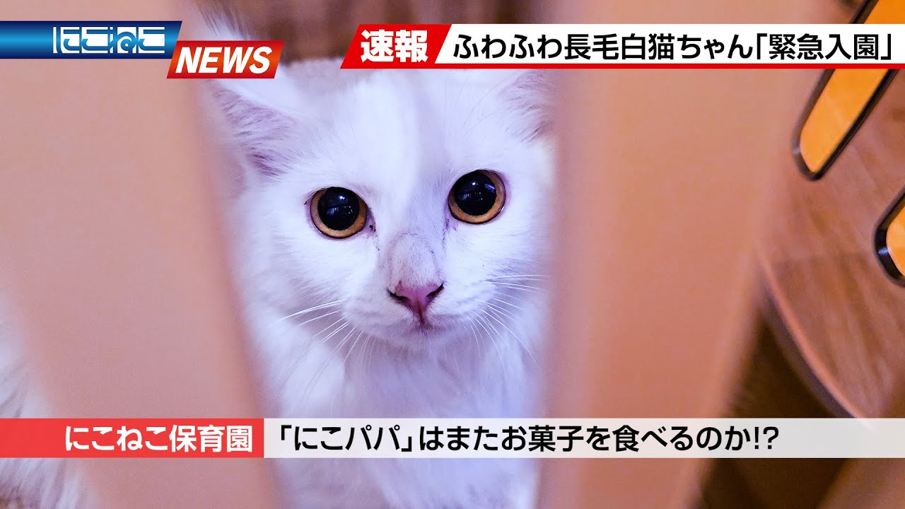 【にこねこ速報】ご入園ラッシュ！！美しく可憐な新入生♪