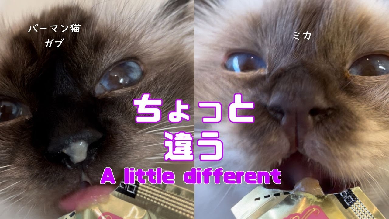 バーマン猫ガブとミカ【ちょっと違う】A little different（バーマン猫）Birman/Cat